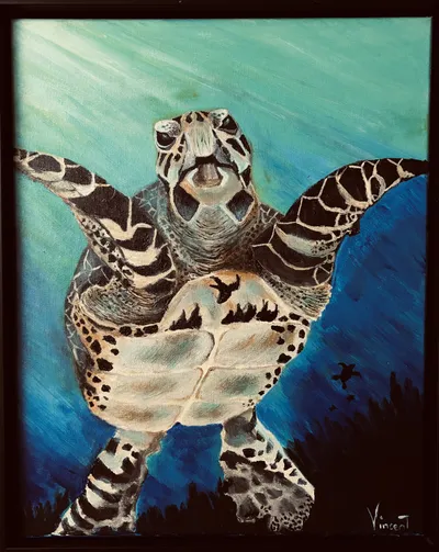 Rehabitated cold stunned.