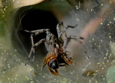 The bee that lost the fight