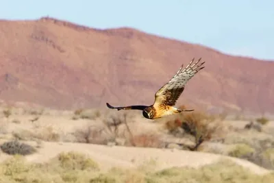 Wetlands Park, Las Vegas, NV