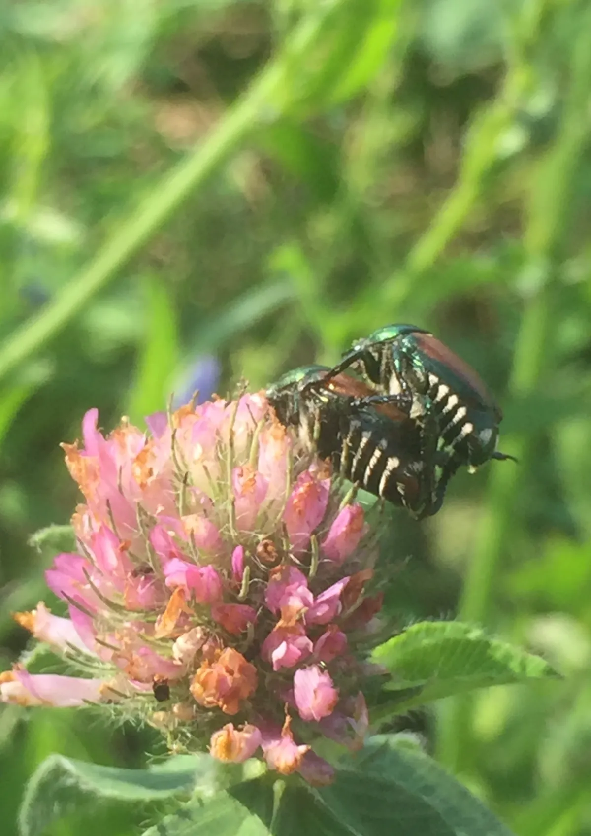 Flower #4. True Love