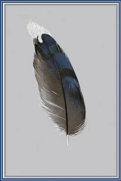 Jay Feather