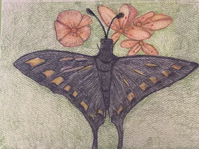 Butterfly Greeting Card