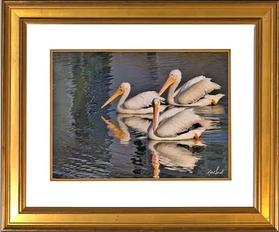 White Pelicans