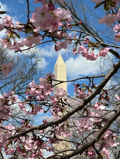 Sakura 2024 Washington Monument