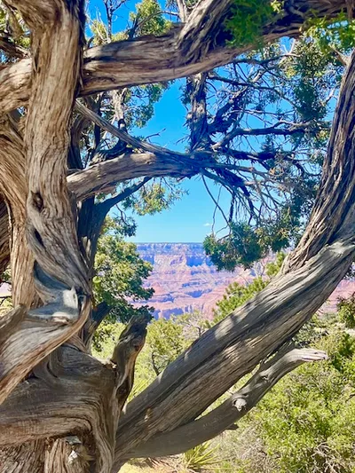 South Rim Summer