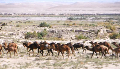 Camel Crossing Afghanistan