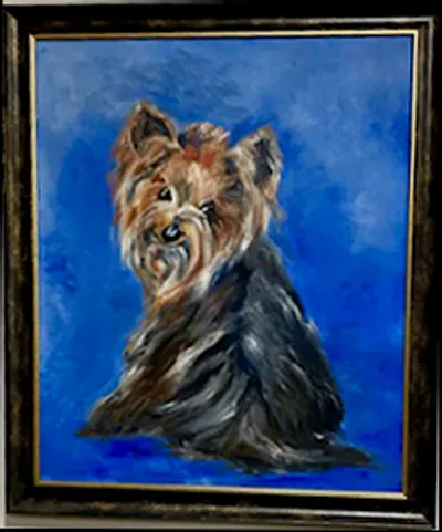 Tye Yorkshire Terrier