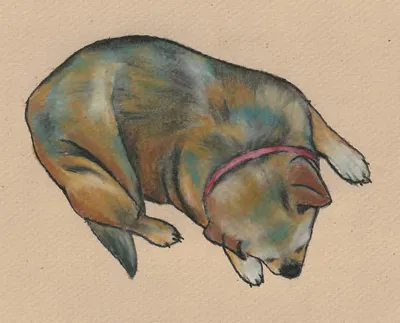 My 17 year old companion Maya.