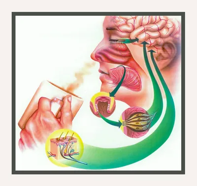 Science textbook illustration done with airbrush