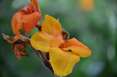 Orange and yellow flower