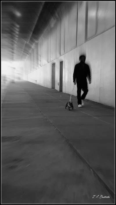 Dog Walking the Owner