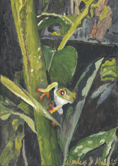 Costa Rican Jungle Frog