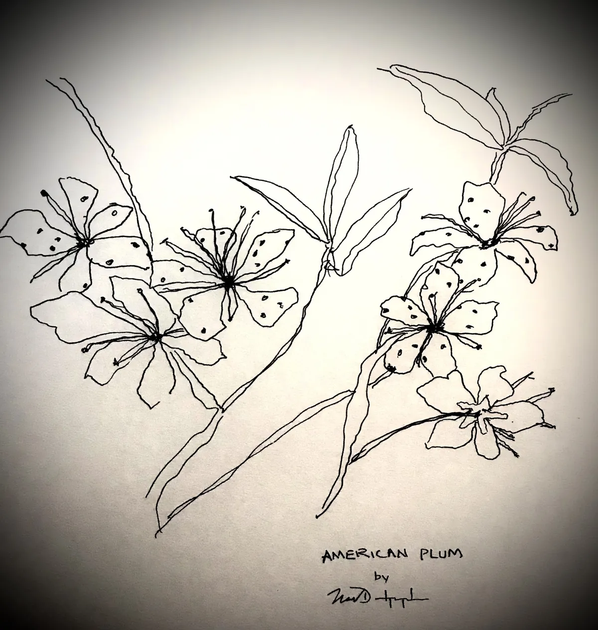 Flower #8 American Plum