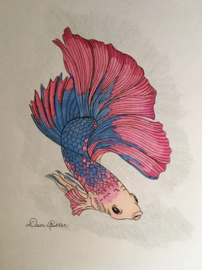 Chinese fighting fish