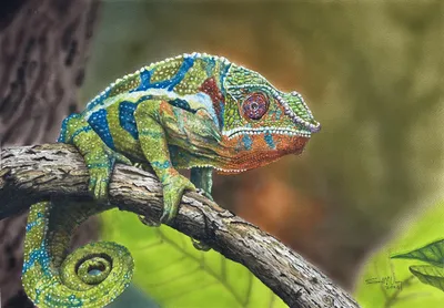 Chameleon