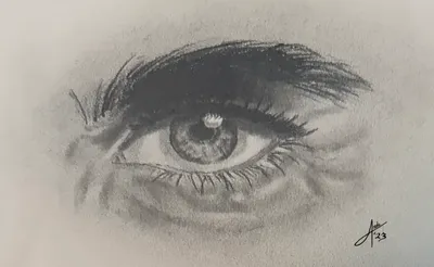 Human Eye Study
