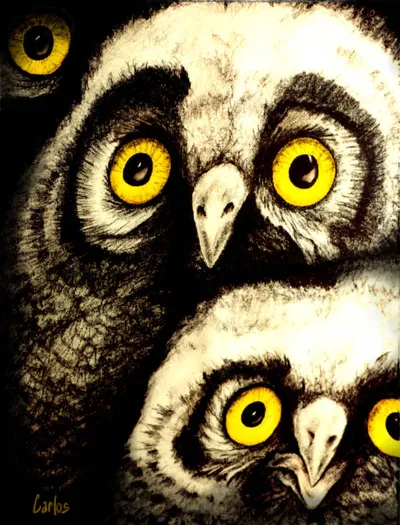 Owls