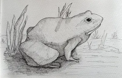 "Kingdom: Animalia; Phylum: Chordata"