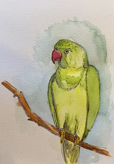 "Green Parrot"