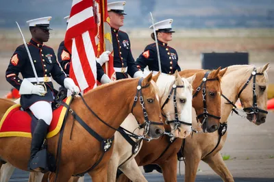 Color Guard Horses