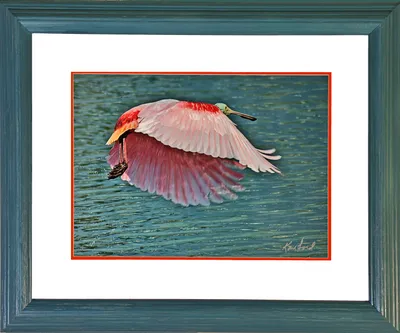 Roseate Spoonbill