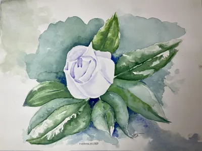 Southern Magnolia (watercolor)