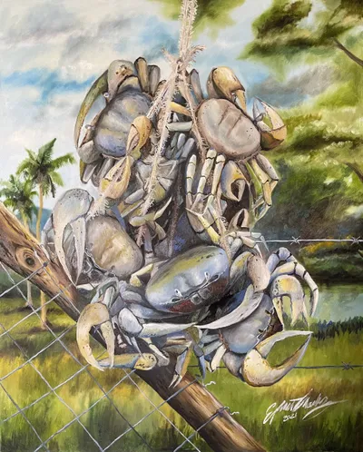 Caribbean Land crabs