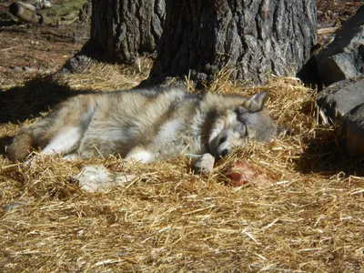 Intl Wolf Center Wolf 3
