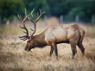 Bull Tule Elk, San Luis National Wildlife Refuge