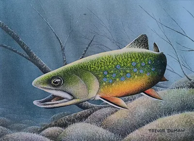 Brook Trout - Acrylic Painting