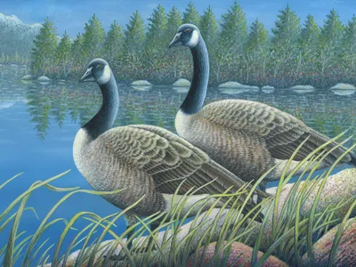 Rocky Mountain Canada Geese - Acrylic Painting
