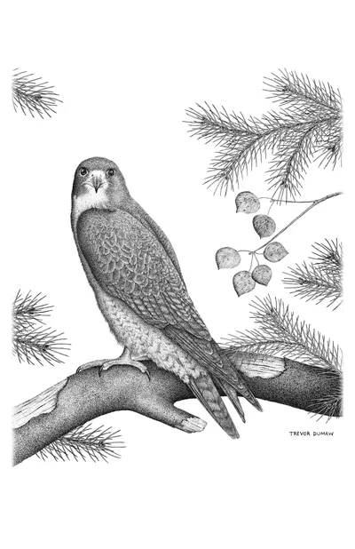Peregrine Falcon - Pen & Ink
