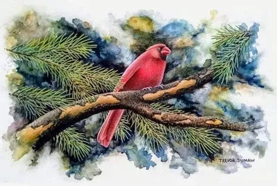 Cardinal - Watercolor Painting