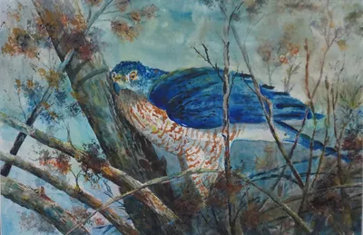 Coopers Hawk: The Alabama Blue Dart