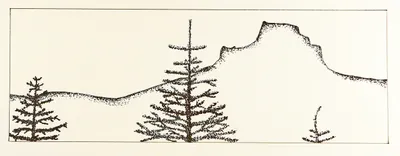 Pine Trees