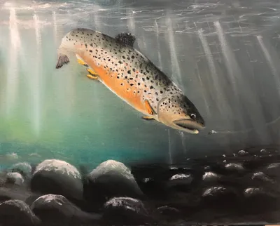 “Brown Trout” 16”x20” Oil Painting