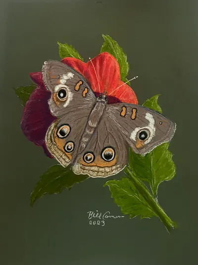 Buckeye Butterfly