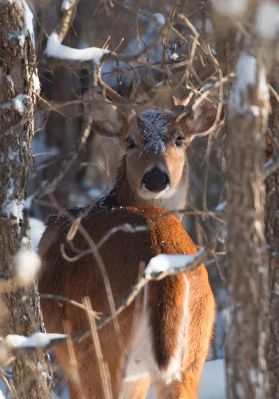 Snow day, San Antonio, Texas
