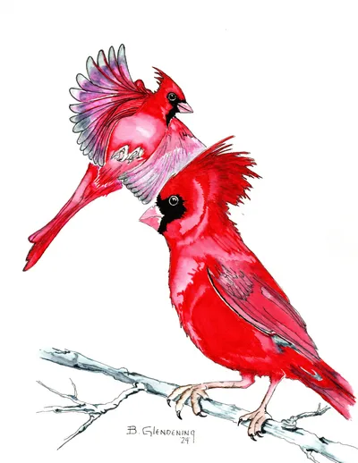 Cardinals