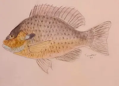 Bluegill