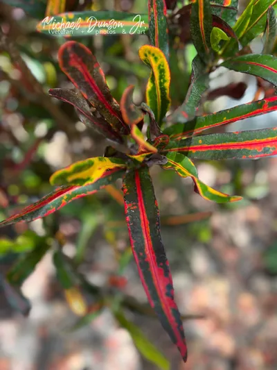 The Croton... Picasso's Paintbrush, or mine?