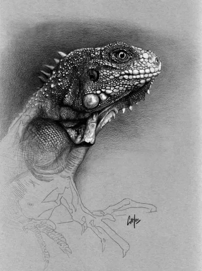 Iguana #2